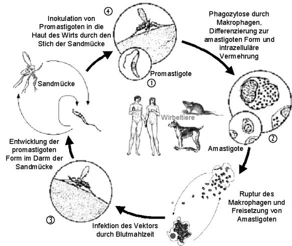 Descoteaux phd thesis